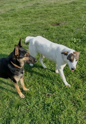 Moni, 2,5 J., sehr artig und wohlerzogen Bild 7