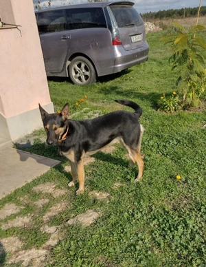 Moni, 2,5 J., sehr artig und wohlerzogen Bild 2