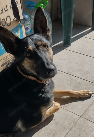 Moni, 2,5 J., sehr artig und wohlerzogen Bild 6