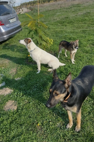 Moni, 2,5 J., sehr artig und wohlerzogen Bild 4