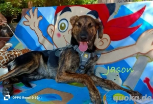 Prachtkerlchen JASON    bereit für ein Leben voller Liebe!