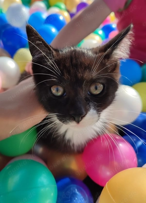 Katzenbabys abzugeben 