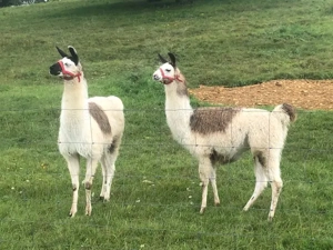 Lama Hengst zu verkaufen
