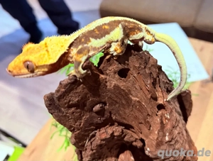 Kronengecko Lilly White 