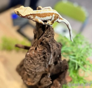 Kronengecko Lilly White Red M