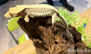 Kronengecko Lilly White M