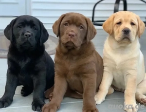 Labrador Retriever welpen
