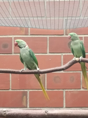 Große Alexander in Wildfarbe