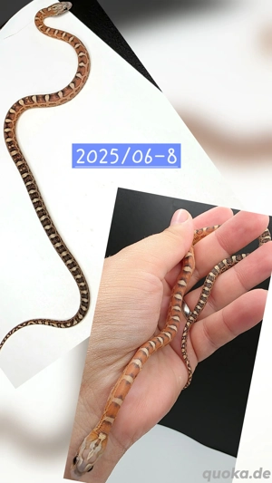 Terrazzo scaleless Projekt Gelege