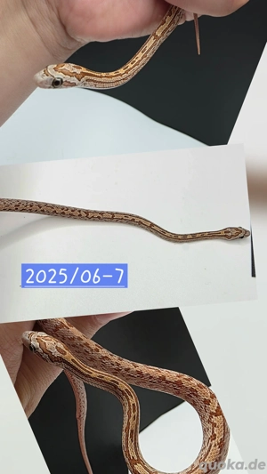 Wildfarben Classic ph Scaleless Caramel Hypo 