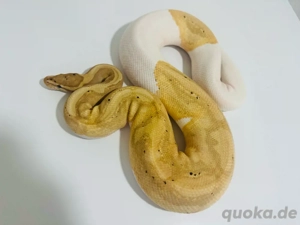 1,0 Banana Piebald Zuchtmännchen