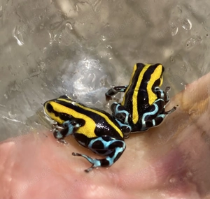 Ranitomeya lamasi divorsia