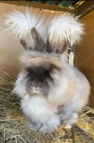 Kaninchen Angora