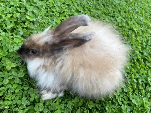 Kaninchen Angora Bild 2