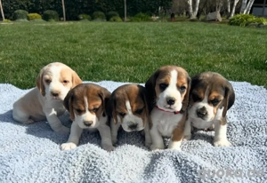 Beagle welpen
