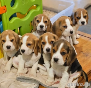 Beagle welpen