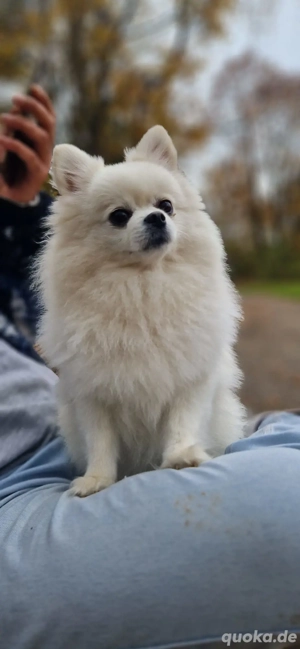 Mini zwergspitz pomerian 
