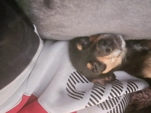 Russky Toi Terrier Hündin ca 13 monate