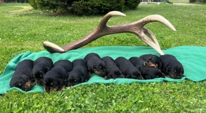 Slowakischer Kopov Bracke Jagdhund 