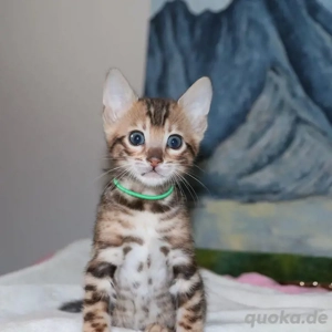 Bengal-Kätzchen WhatsApp: (15510055069)