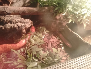 Kornnattern zu verkaufen