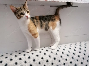 Bunter Maine Coon Mix Bild 6