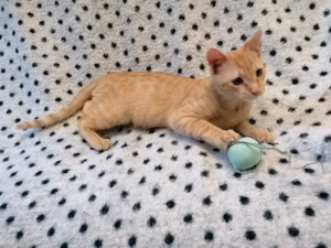 Bunter Maine Coon Mix