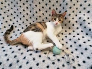 Bunter Maine Coon Mix Bild 2