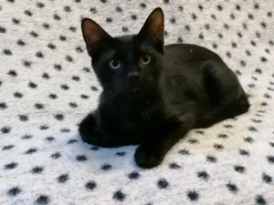 Bunter Maine Coon Mix Bild 4