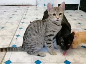 Bunter Maine Coon Mix Bild 3