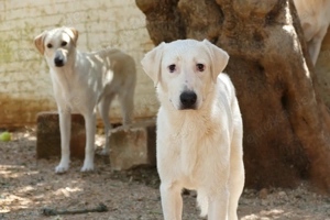 Junger Rüde Loki sucht Zuhause