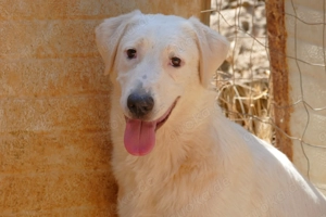 Junger Rüde Loki sucht Zuhause Bild 6