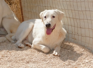 Junger Rüde Loki sucht Zuhause Bild 5