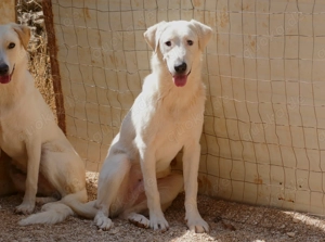 Junger Rüde Loki sucht Zuhause Bild 2