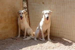 Junger Rüde Loki sucht Zuhause Bild 9