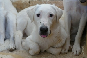 Junger Rüde Loki sucht Zuhause Bild 10