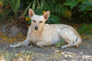 Mischlingshündin Frieda sucht Zuhause