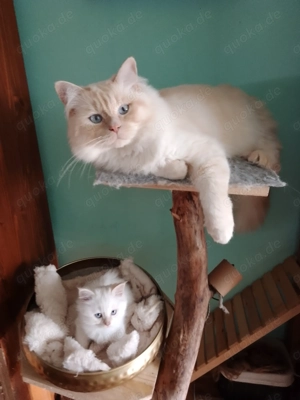 75% Birma + 15% BLH Kitten ( Birma - British Mix