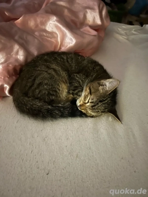 kitten (Kater) ca 6-7 moante alt 