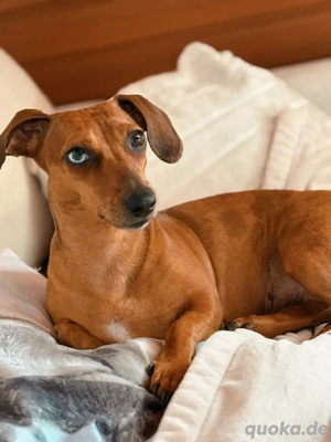 Liebe Dackelhündin dringend abzugeben Bild 4