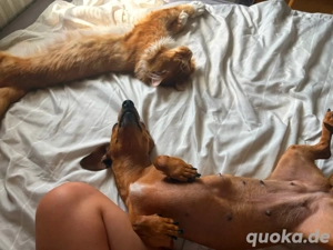 Liebe Dackelhündin dringend abzugeben Bild 8