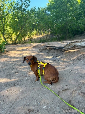 Liebe Dackelhündin dringend abzugeben Bild 3