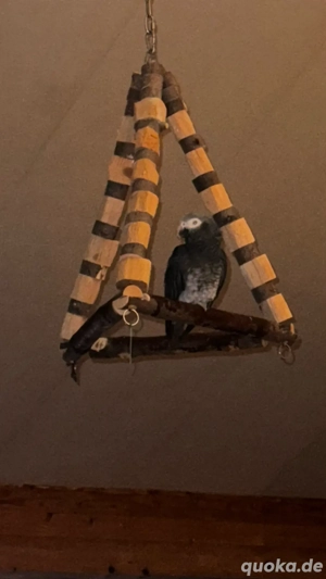 Graupapagei gesucht, kein Verkauf