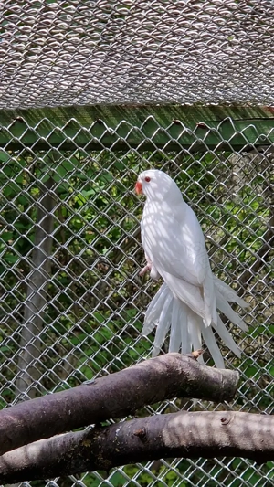 Halsbandsittiche  Bild 2