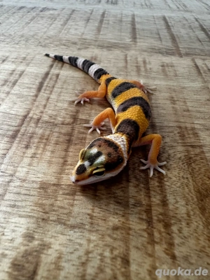 weiblicher leopardengecko zu verkaufen