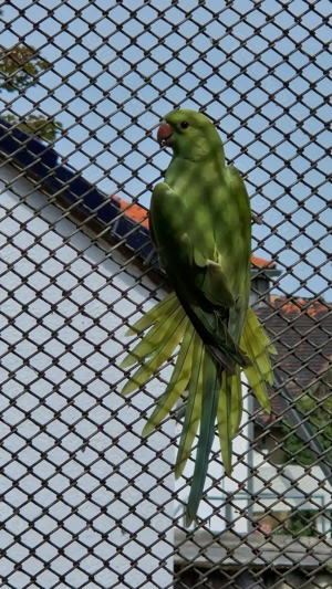 Halsbandsittiche  Bild 3