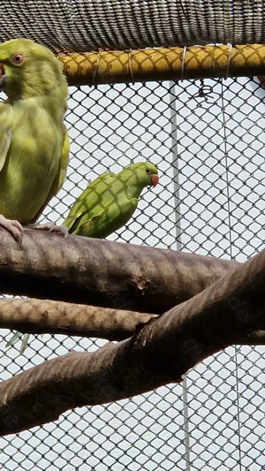 Halsbandsittiche  Bild 4