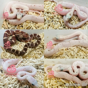 Kornnattern Palmetto Bloodred, Palmetto, wild het. Palmetto NZ25