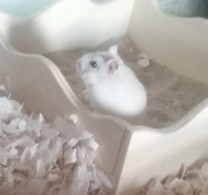 Zwerghamster mit Zubehör 