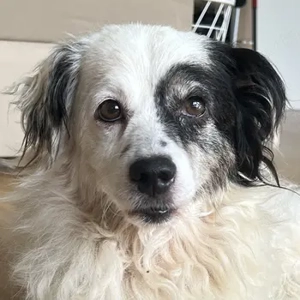 Hanyo, geb. ca. 12 2023, lebt  auf einer Pflegestelle in 50670 Köln